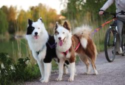 Jakutianlaika_esittelykuva