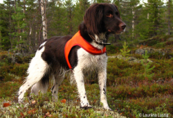 Pienimünsterinseisoja