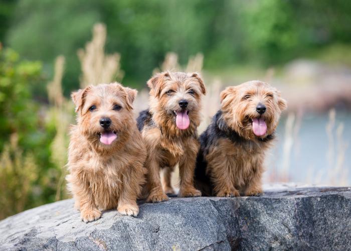 Norfolkinterrieri, kolmikko