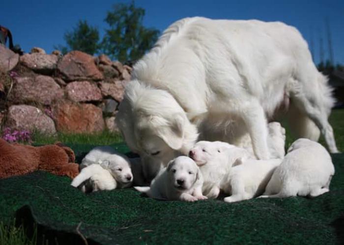 Slovakiancuvac, emo ja pennut