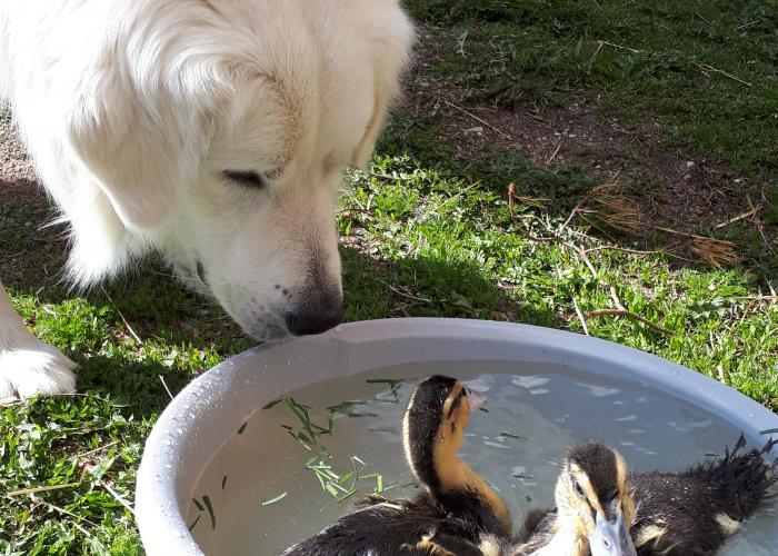 Slovakiancuvac, ankat