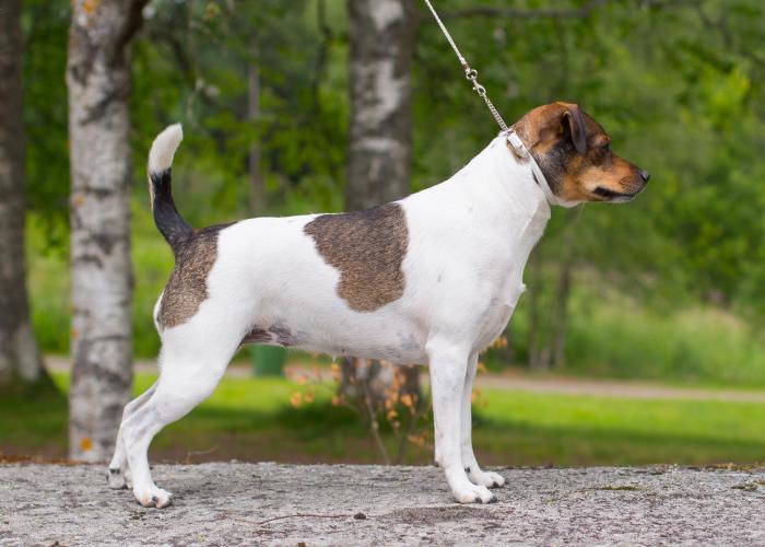 tanskalais-ruotsalainen pihakoira