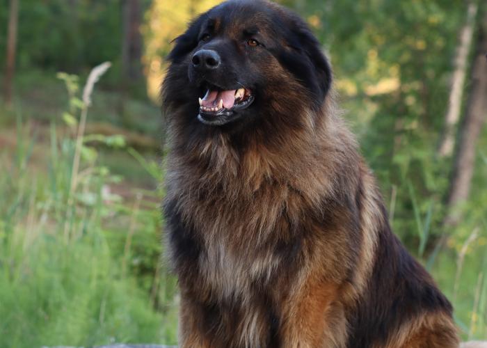 Estrelanvuoristokoira istuu