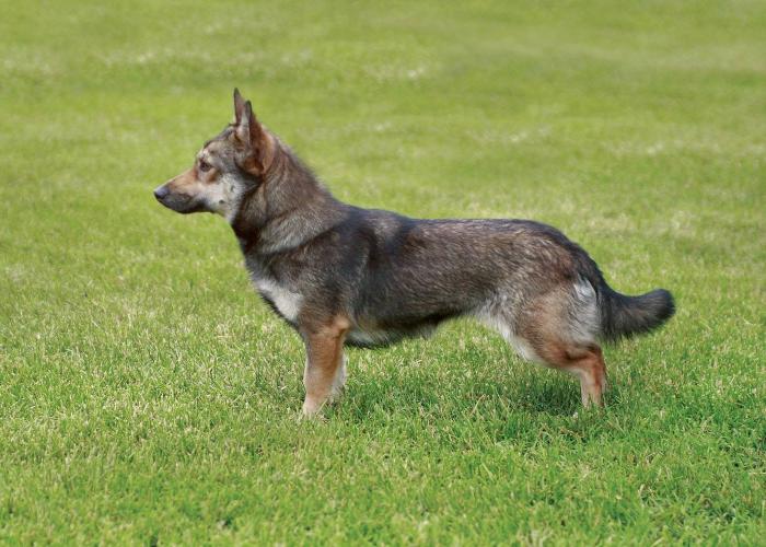 Medimurjenkoira_seisoo