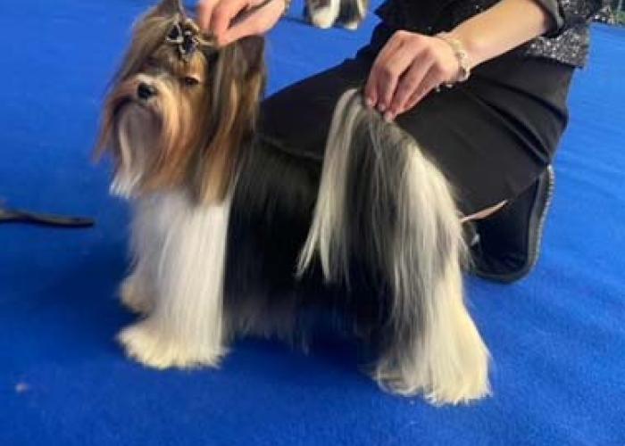 Biewer näyttelyssä seisoo