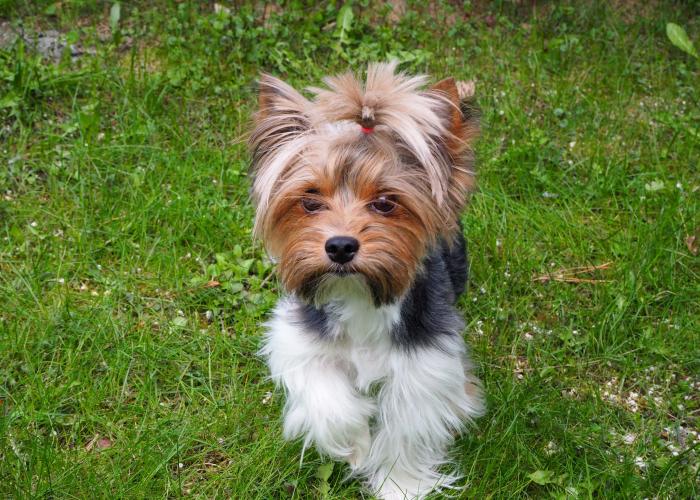 Biewer pentumainen listakuva