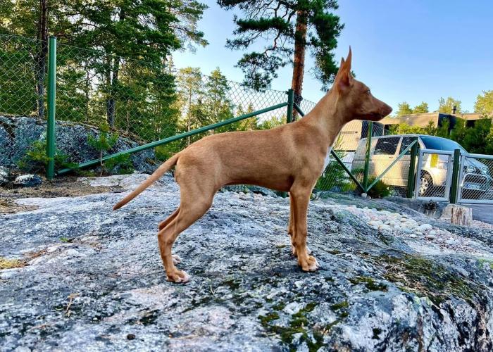 Cirneco pentu seisoo