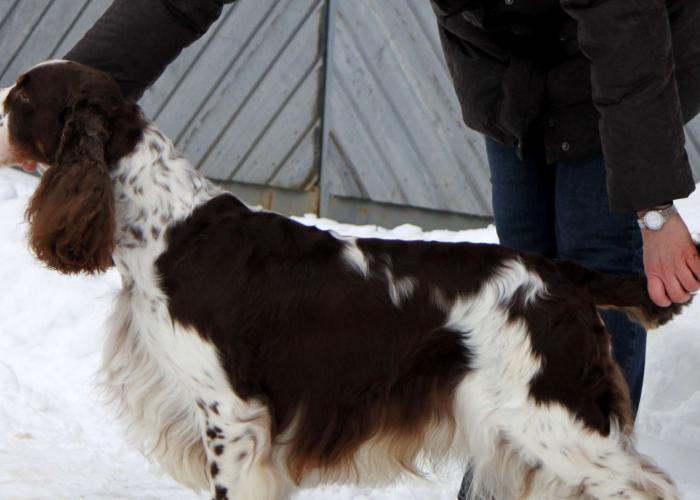 Englanninspringerspanieli  seisoo