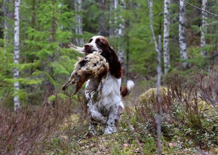Englanninspringerspanieli lintu suussa