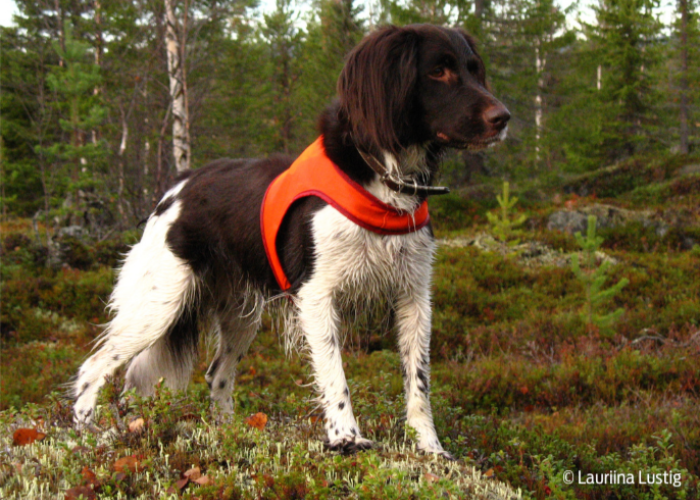 Pienimünsterinseisoja