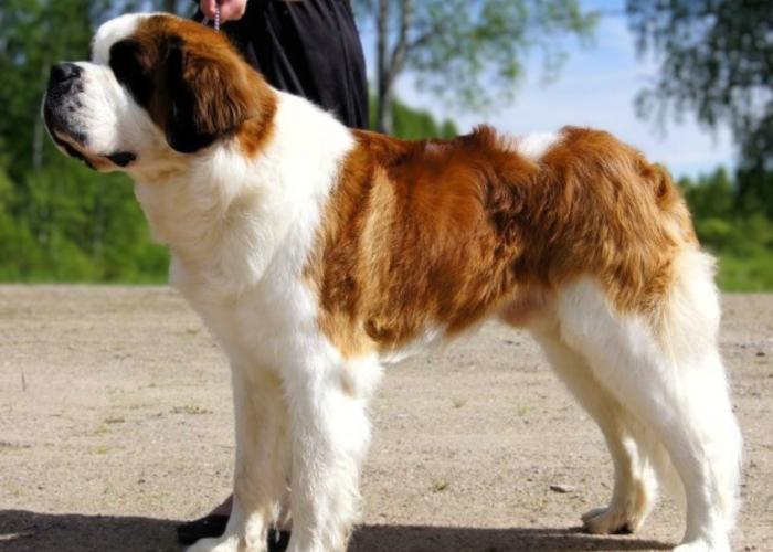 Bernhardinpaimenkoira