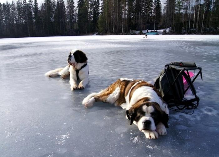 Berbharndinpaimenkoira