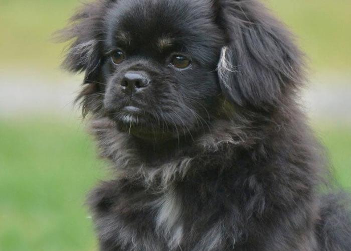 Tiibetinspanielin pentu