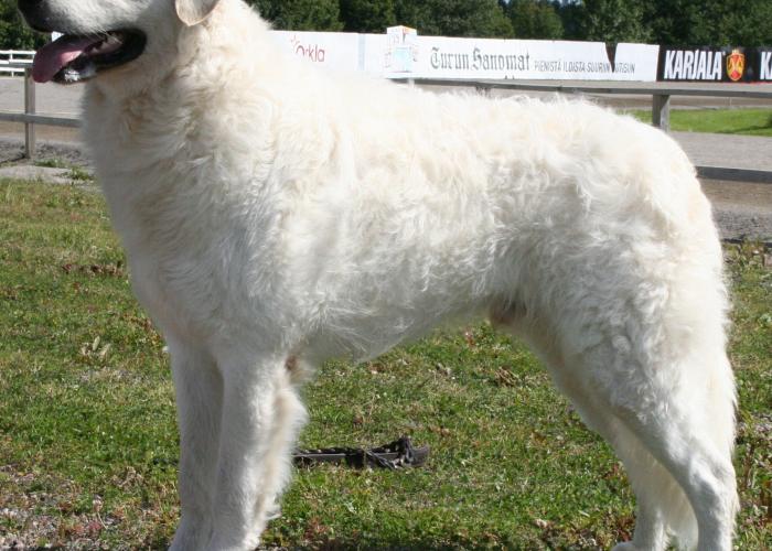 225--Kuvasz1_uros.jpg