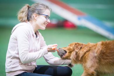 Koiran palkkaus lelulla