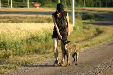 Vahvistaminen koiraa koulutettaessa